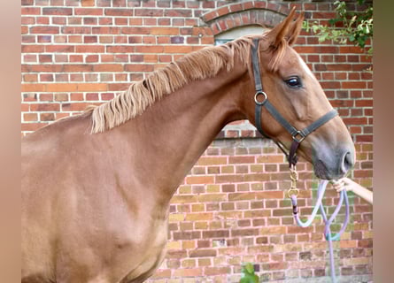Oldenburger, Wallach, 3 Jahre, 169 cm, Fuchs