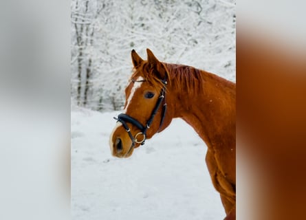 Oldenburger, Wallach, 3 Jahre, 169 cm, Fuchs