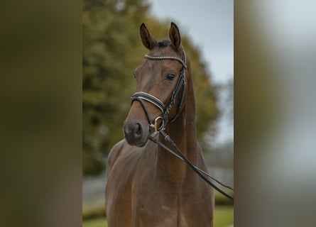 Oldenburger, Wallach, 3 Jahre, 170 cm, Brauner