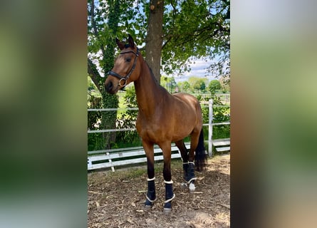 Oldenburger, Wallach, 3 Jahre, 170 cm, Brauner