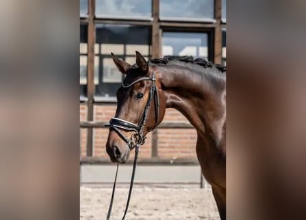 Oldenburger, Wallach, 3 Jahre, 170 cm, Dunkelbrauner