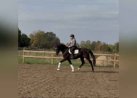 Oldenburger, Wallach, 3 Jahre, 170 cm, Dunkelbrauner