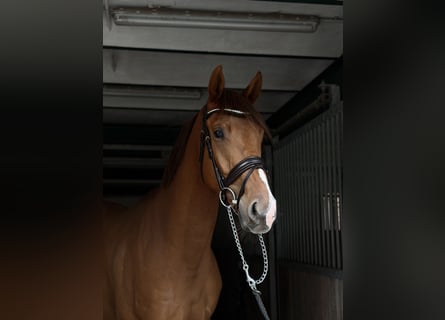 Oldenburger, Wallach, 3 Jahre, 170 cm, Fuchs