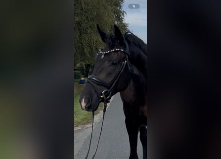 Oldenburger, Wallach, 3 Jahre, 170 cm, Rappe