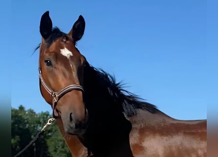 Oldenburger, Wallach, 3 Jahre, 171 cm, Brauner