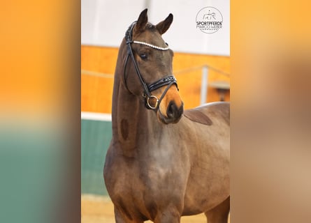 Oldenburger, Wallach, 3 Jahre, 171 cm, Dunkelbrauner