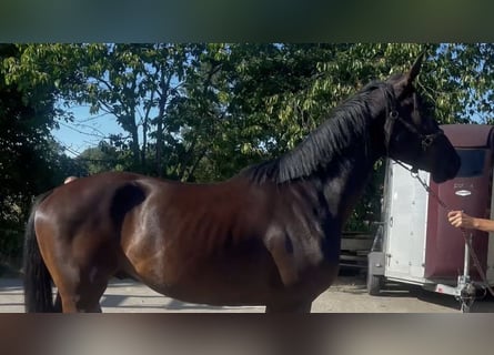 Oldenburger, Wallach, 3 Jahre, 171 cm, Rappe