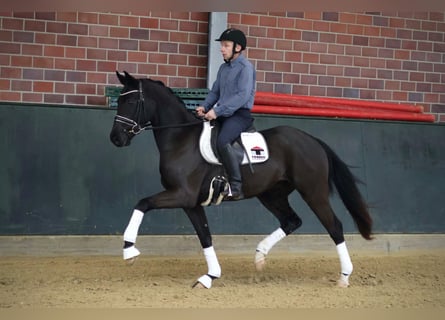 Oldenburger, Wallach, 3 Jahre, 171 cm, Rappe