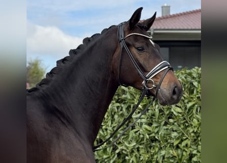 Oldenburger, Wallach, 3 Jahre, 172 cm, Brauner