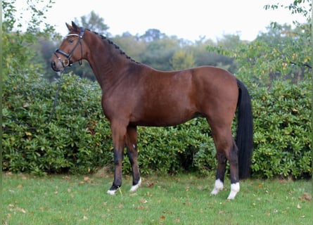 Oldenburger, Wallach, 3 Jahre, 172 cm, Dunkelbrauner