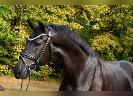 Oldenburger, Wallach, 3 Jahre, 172 cm, Rappe