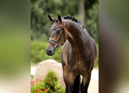 Oldenburger, Wallach, 3 Jahre, 172 cm, Schwarzbrauner