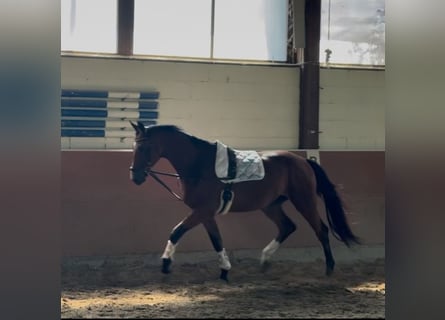 Oldenburger, Wallach, 3 Jahre, 174 cm, Brauner