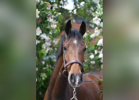 Oldenburger, Wallach, 3 Jahre, 174 cm, Brauner