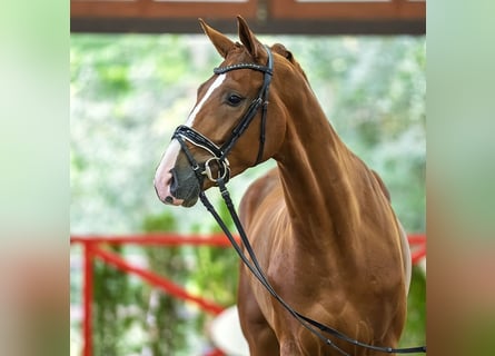 Oldenburger, Wallach, 3 Jahre, 174 cm, Fuchs