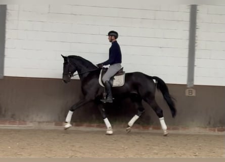 Oldenburger, Wallach, 3 Jahre, 175 cm, Schwarzbrauner Oldenburger, Wallach, 3 Jahre, 175 cm, Schwarzbrauner