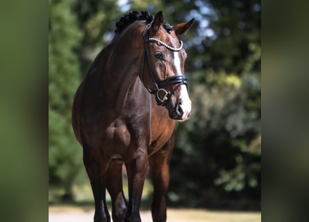 Oldenburger, Wallach, 3 Jahre, 177 cm, Brauner