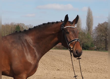 Oldenburger, Wallach, 3 Jahre, Brauner