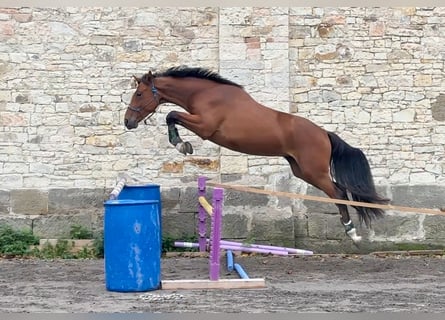 Oldenburger, Wallach, 4 Jahre, 161 cm, Brauner