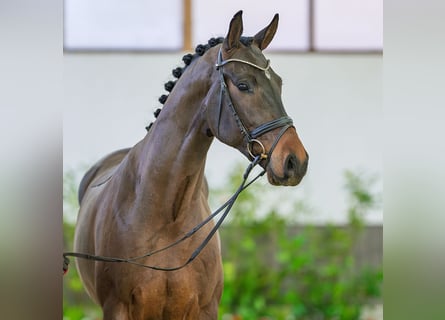 Oldenburger, Wallach, 4 Jahre, 163 cm, Brauner