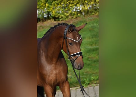 Oldenburger, Wallach, 4 Jahre, 163 cm, Brauner