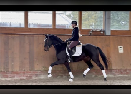 Oldenburger, Wallach, 4 Jahre, 164 cm, Dunkelbrauner