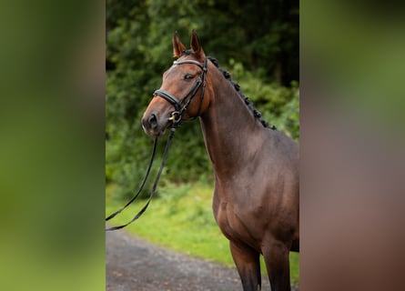 Oldenburger, Wallach, 4 Jahre, 165 cm, Brauner