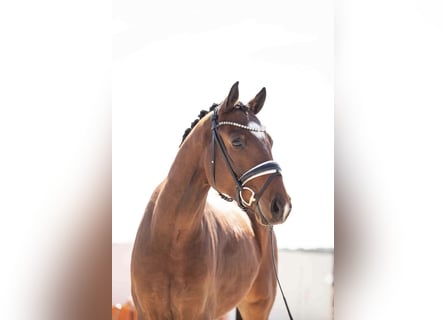 Oldenburger, Wallach, 4 Jahre, 165 cm, Braunfalbschimmel