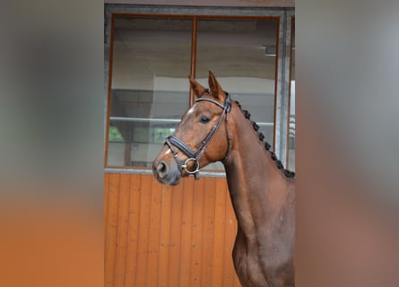 Oldenburger, Wallach, 4 Jahre, 165 cm, Fuchs