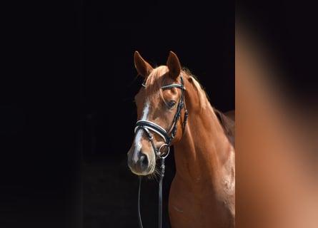 Oldenburger, Wallach, 4 Jahre, 165 cm, Fuchs
