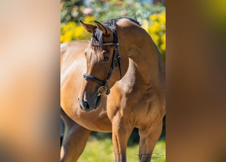 Oldenburger, Wallach, 4 Jahre, 165 cm, Hellbrauner