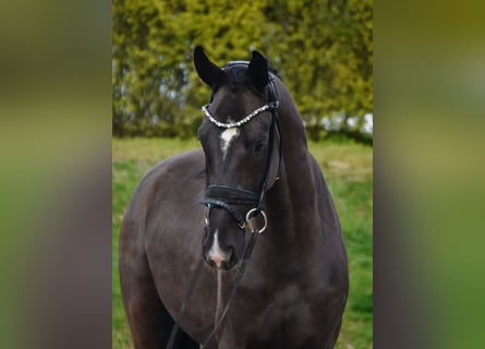 Oldenburger, Wallach, 4 Jahre, 165 cm, Rappe