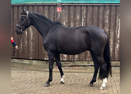 Oldenburger, Wallach, 4 Jahre, 165 cm, Rappe