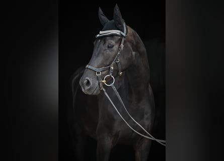 Oldenburger, Wallach, 4 Jahre, 165 cm, Rappe