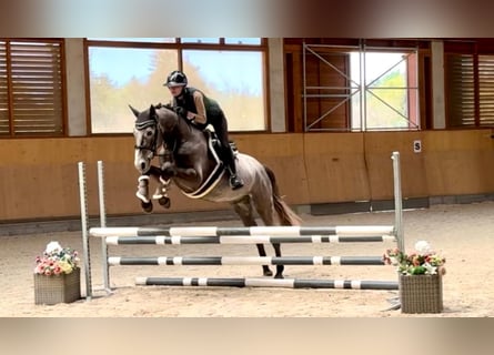 Oldenburger, Wallach, 4 Jahre, 165 cm, Schimmel