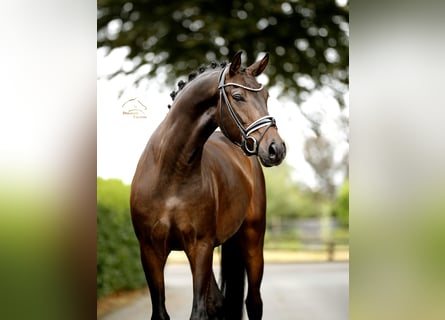 Oldenburger, Wallach, 4 Jahre, 165 cm, Schwarzbrauner