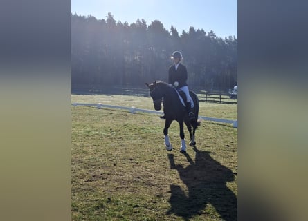 Oldenburger, Wallach, 4 Jahre, 165 cm, Schwarzbrauner