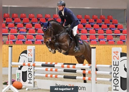 Oldenburger, Wallach, 4 Jahre, 166 cm, Brauner