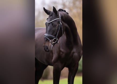 Oldenburger, Wallach, 4 Jahre, 166 cm, Dunkelbrauner