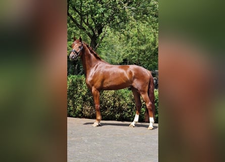 Oldenburger, Wallach, 4 Jahre, 166 cm, Dunkelfuchs