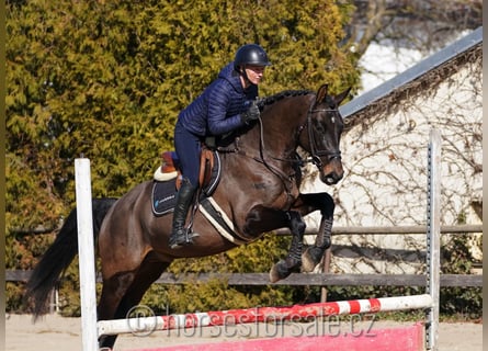 Oldenburger, Wallach, 4 Jahre, 166 cm, Schwarzbrauner