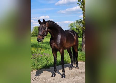 Oldenburger, Wallach, 4 Jahre, 167 cm, Brauner