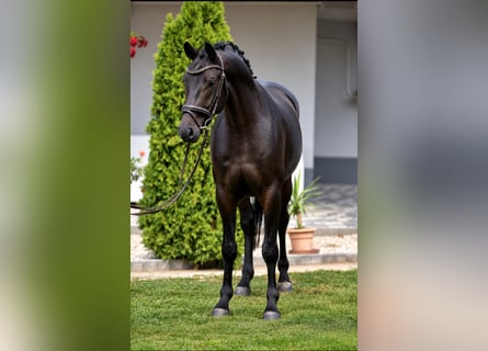 Oldenburger, Wallach, 4 Jahre, 167 cm, Brauner