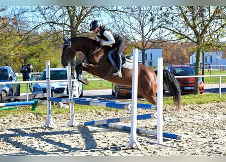 Oldenburger, Wallach, 4 Jahre, 167 cm, Brauner