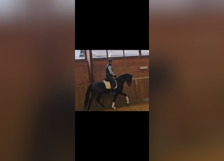 Oldenburger, Wallach, 4 Jahre, 167 cm, Dunkelbrauner