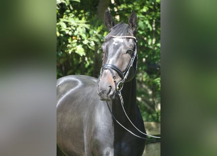 Oldenburger, Wallach, 4 Jahre, 167 cm, Dunkelbrauner