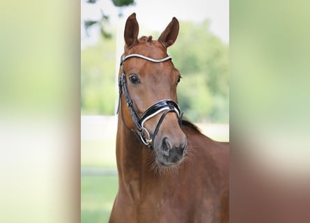 Oldenburger, Wallach, 4 Jahre, 167 cm, Fuchs