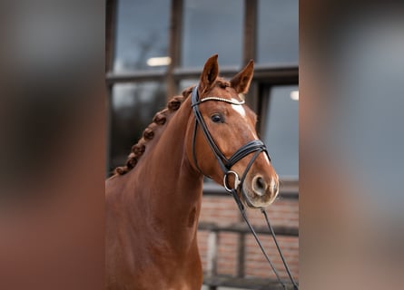 Oldenburger, Wallach, 4 Jahre, 167 cm, Fuchs