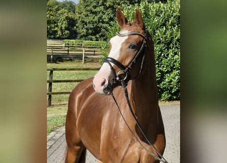 Oldenburger, Wallach, 4 Jahre, 167 cm, Fuchs