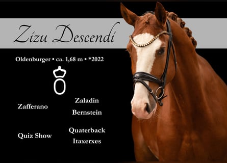 Oldenburger, Wallach, 4 Jahre, 167 cm, Fuchs